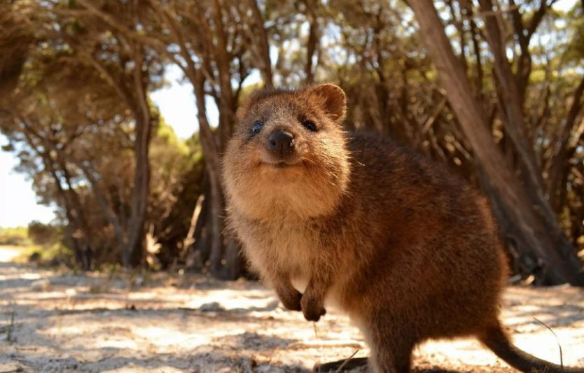 Унікальні тварини Австралії, яких не побачиш більше ніде