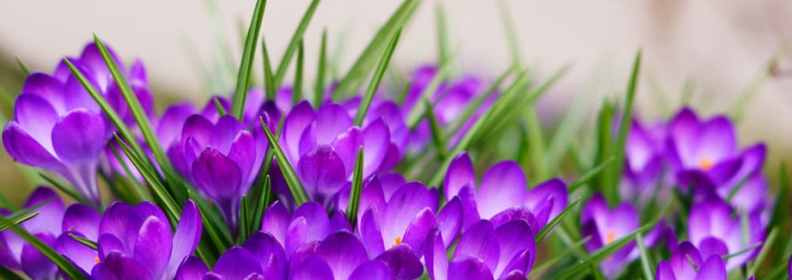 Крокуси в Карпатах: коли їхати та де шукати 💜